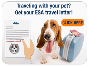 Flying With Your Emotional Support Animal: The Complete Guide